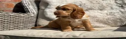 Cocker Spaniel dogs for sale: Stunning cocker pups kc reg ready now - Advert 11