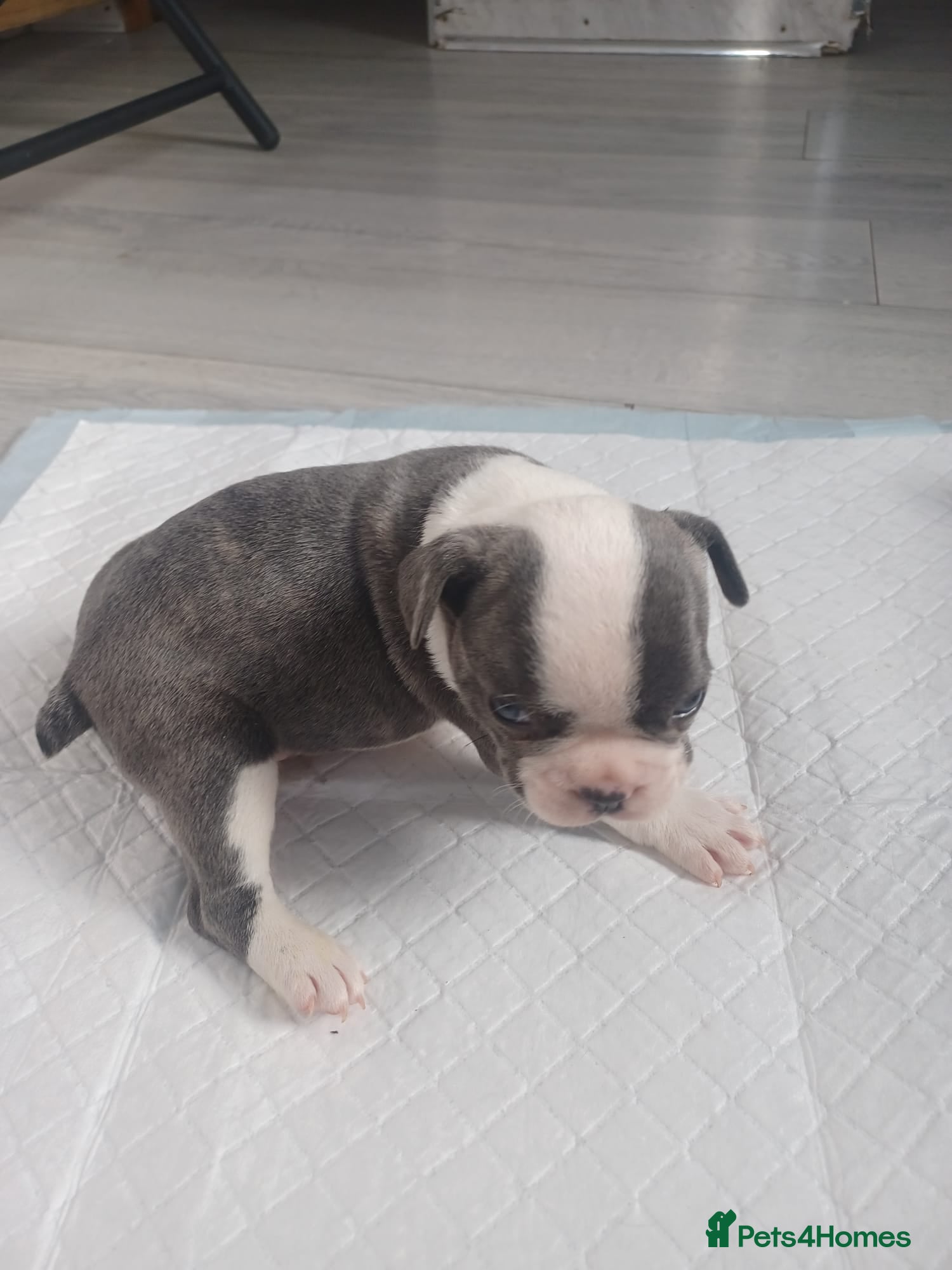 French Bulldog dogs Frenchis  - Advert 11