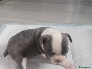 French Bulldog dogs Frenchis - Advert 11