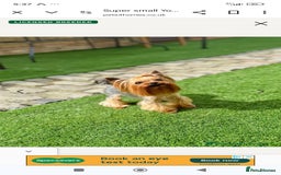 Yorkshire Terrier dogs for sale: 💝💝Beautiful miniature babies 💝💝 - Image 3