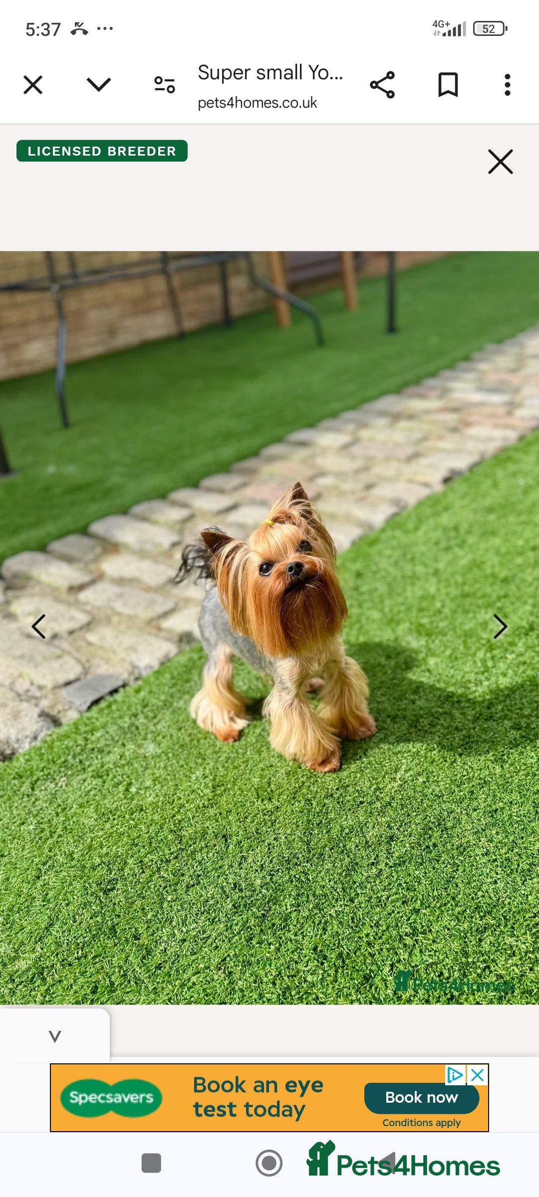 Yorkshire Terrier dogs for sale: 💝💝Beautiful miniature babies 💝💝 - Image 3