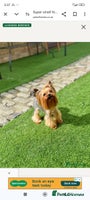 Yorkshire Terrier dogs - Advert 4