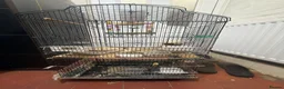 Finches birds for sale: Birds cage - Advert 1