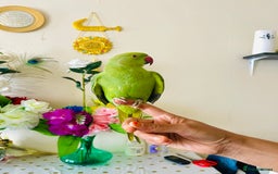 Ringnecks birds for sale: Hand Tamed/Untamed Gorgeous Ringneck for Sale - Image 4