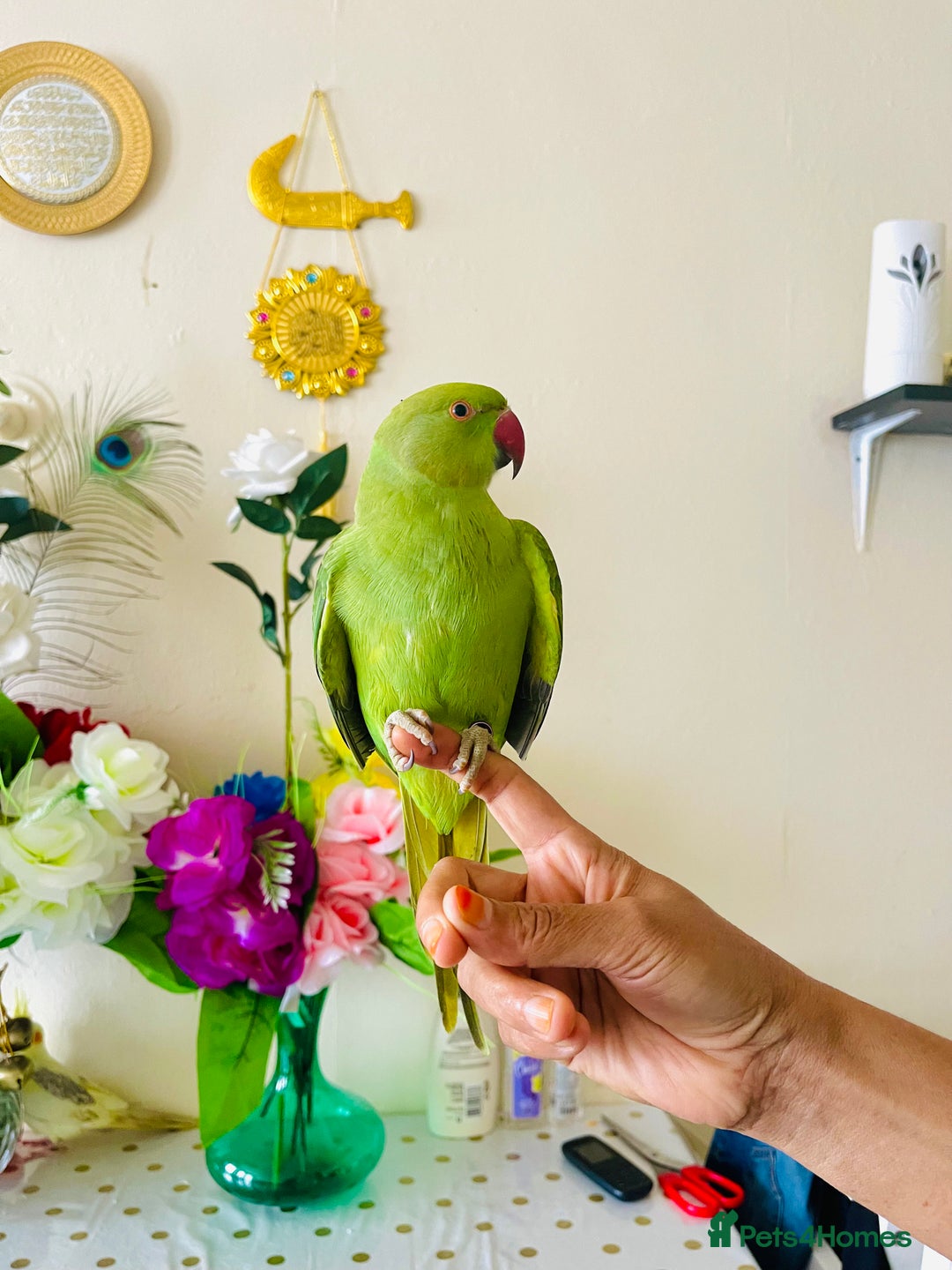 Ringnecks birds for sale: Hand Tamed/Untamed Gorgeous Ringneck for Sale - Image 4