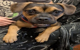 Mixed Breed dogs for sale: Little Luna need a new home - Image 2