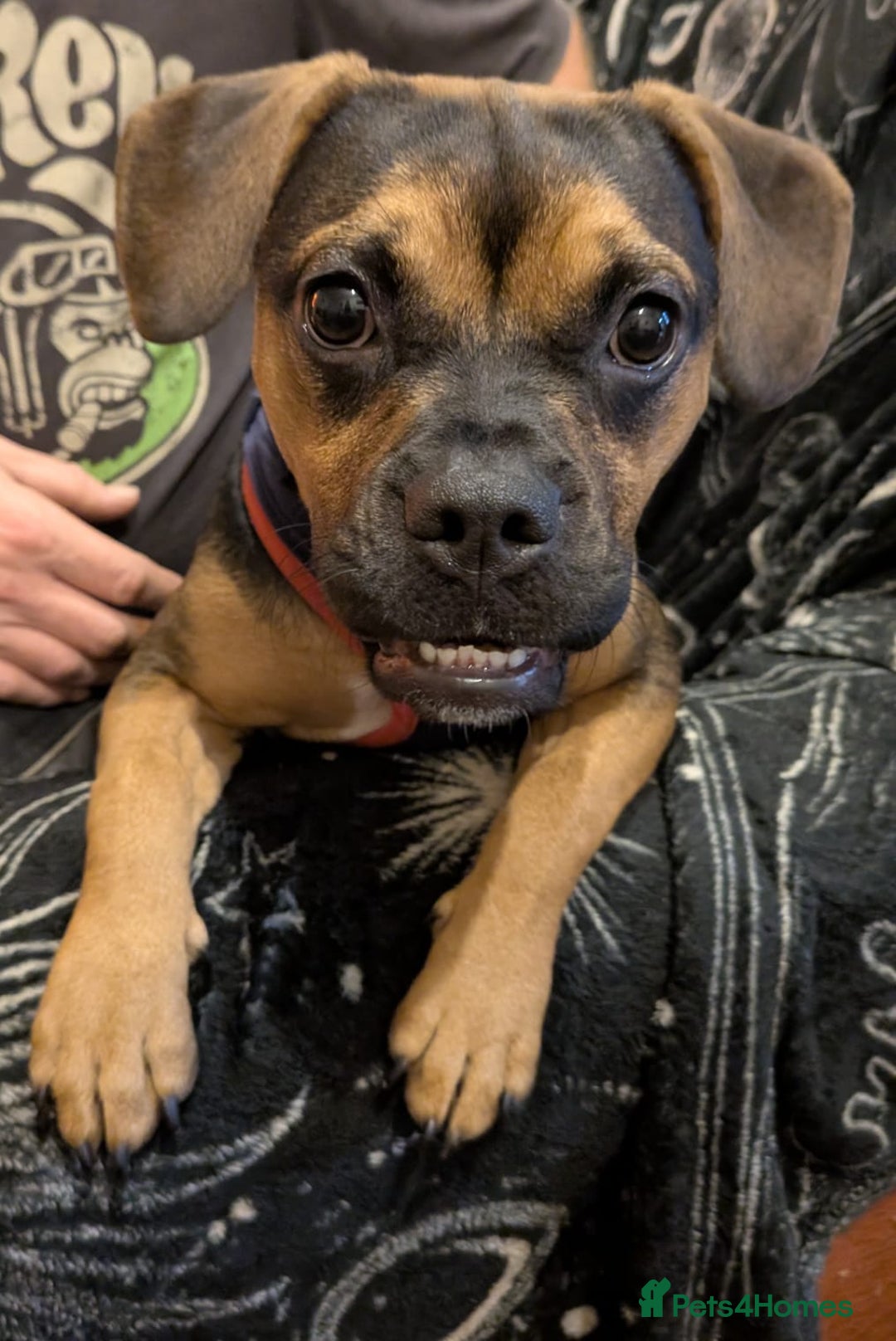 Mixed Breed dogs for sale: Little Luna need a new home - Image 2