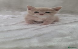 Mixed Breed cats for sale: Lovely kittens  - Image 9