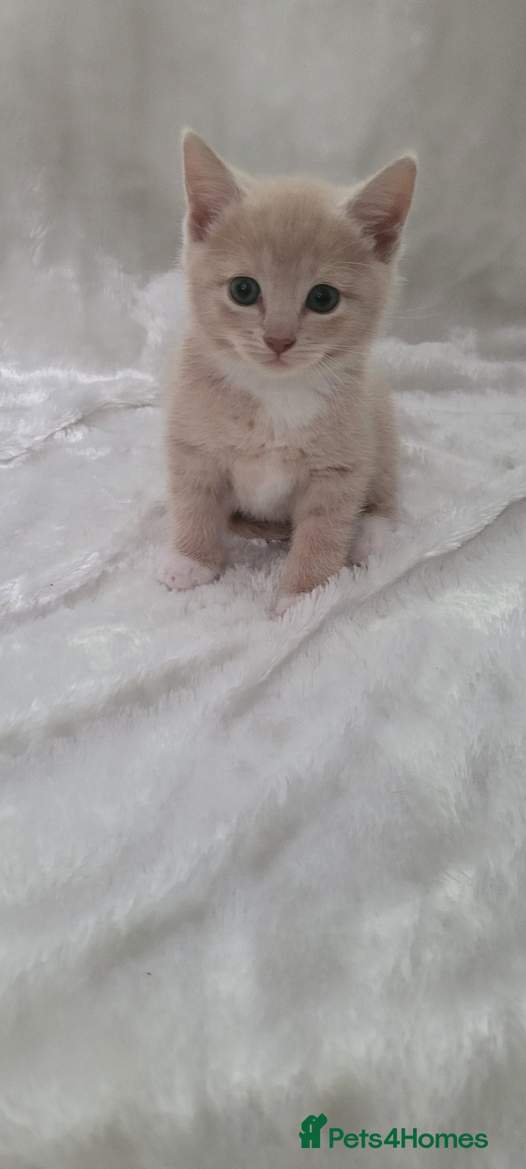 Mixed Breed cats for sale: Lovely kittens  - Image 9