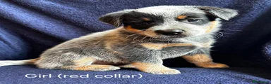 Australian Cattle Dog 1