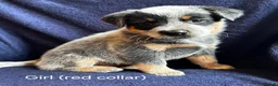 Australian Cattle Dog dogs for sale: Now reduced! Stunning cattle dogs! - Advert 19