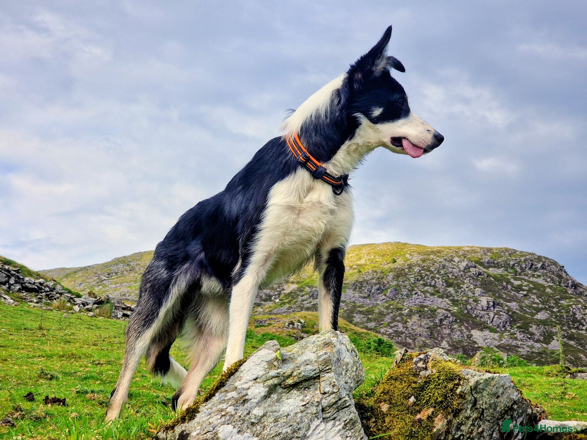 Border Collie dogs Cap, much loved boy - Advert 1
