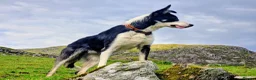 Border Collie dogs for sale: Cap, much loved boy - Advert 1