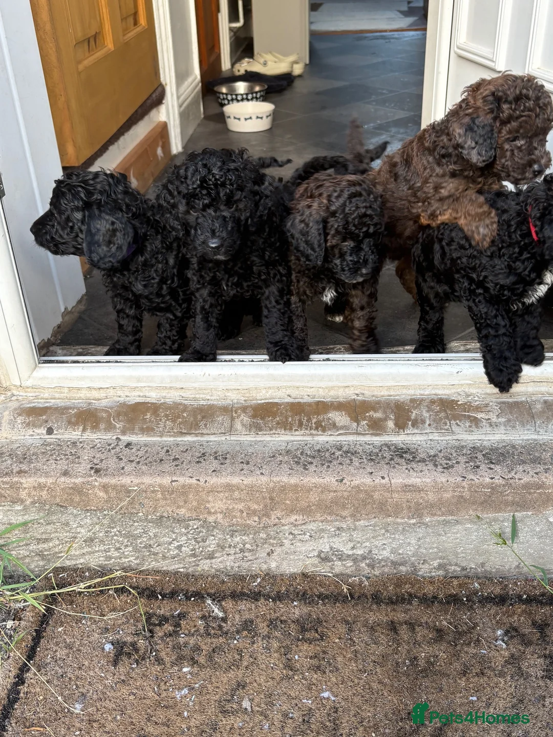 Cockapoo dogs for sale: Mini f1b cockapoos  - Advert 1