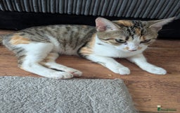 Mixed Breed cats for sale: 9 week old kittens - Image 2