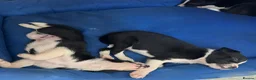 Border Collie dogs for sale: Beautiful Border Collie pups - Advert 5