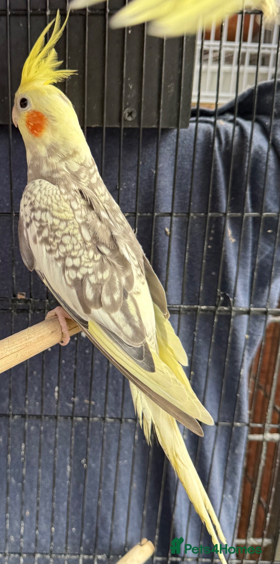 Cockatiels birds BEAUTIFUL Cockatiels FOR SALE - Advert 4