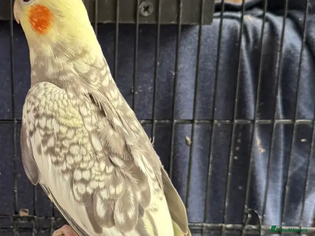 Cockatiels birds BEAUTIFUL Cockatiels FOR SALE - Advert 5