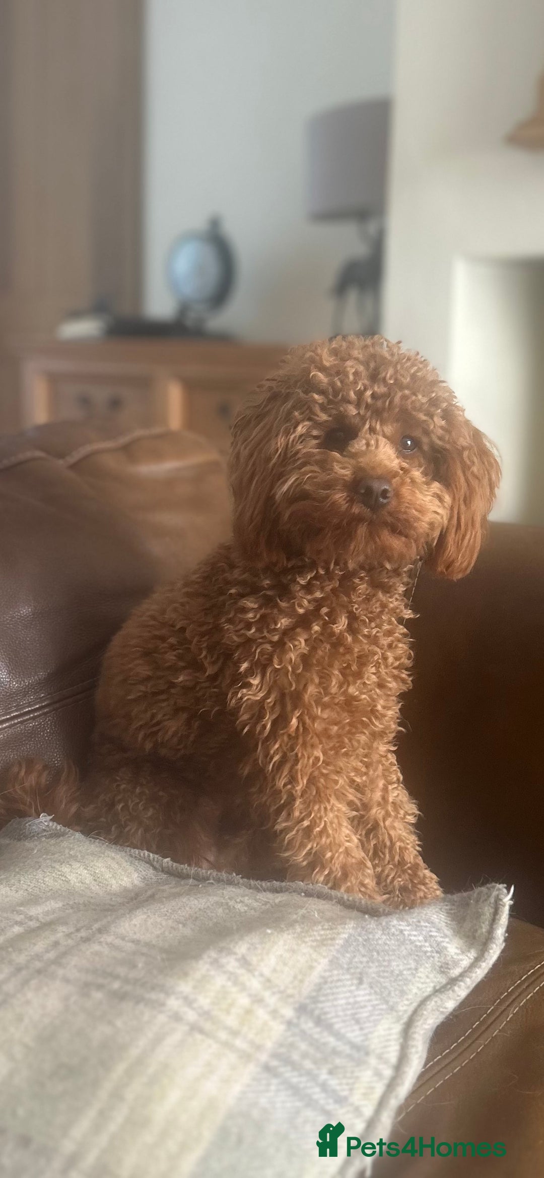 Toy Poodle dogs for stud: Kc Health tested fox red Toy poodle for stud - Advert 27