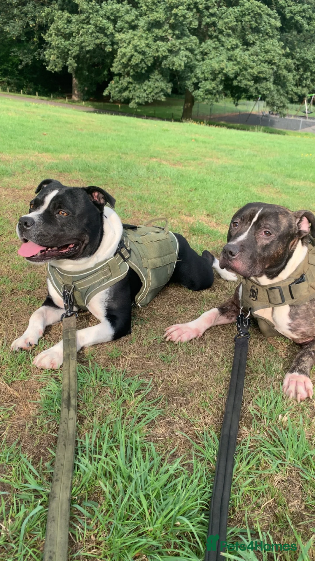 Staffordshire Bull Terrier dogs for sale: ZENO & ZEUS - Advert 2