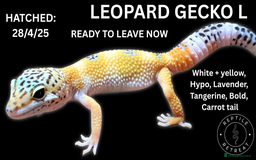 Leopard Gecko reptiles for sale: LEOPARD GECKOS AVAILABLE!! - NEW BABIES!! in Swadlincote - Image 4