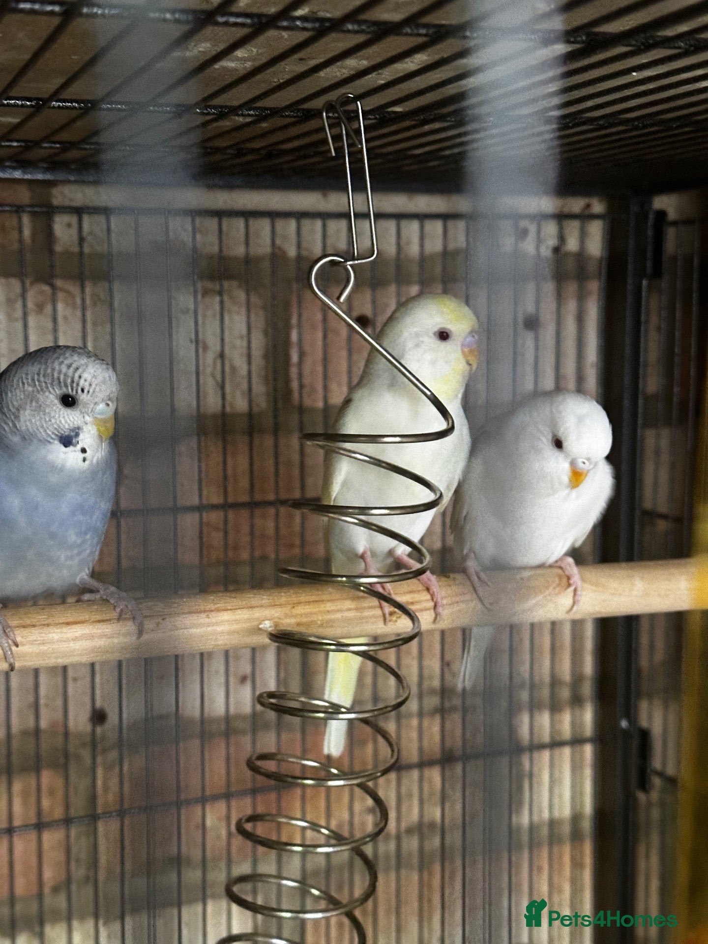 Budgerigars birds 5 beautiful baby budgies with a cage  - Advert 1
