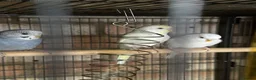 Budgerigars birds for sale: 5 beautiful baby budgies with a cage  - Advert 1