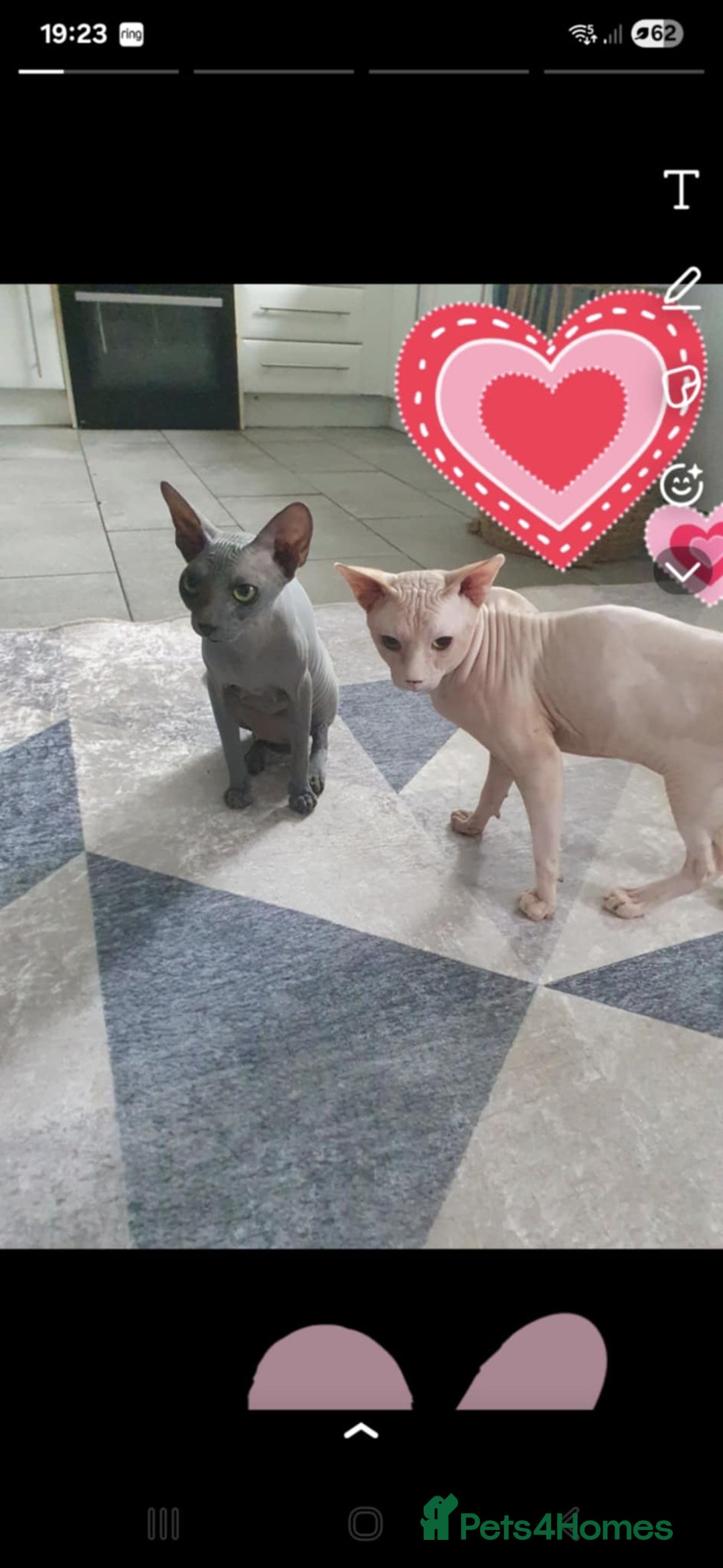 Sphynx cats for sale: READY NOW ONE LEFT SPHYNX BABY GIRL 💖 - Advert 7