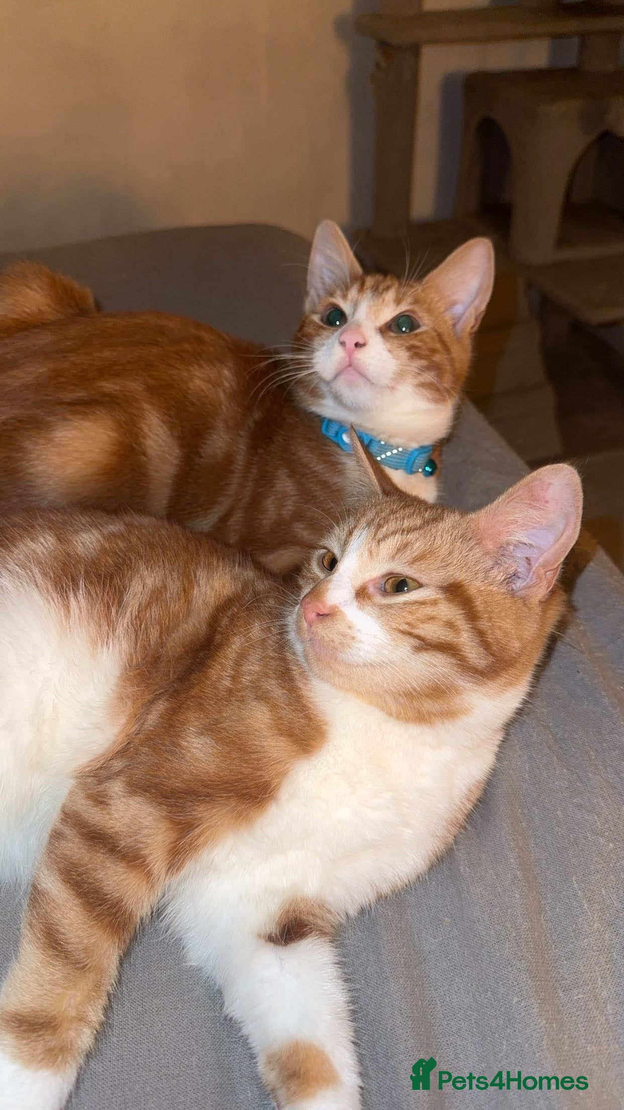 Mixed Breed cats 2x ginger kittens for sale - Advert 2