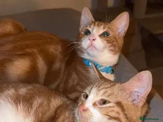 Mixed Breed cats 2x ginger kittens for sale - Advert 1
