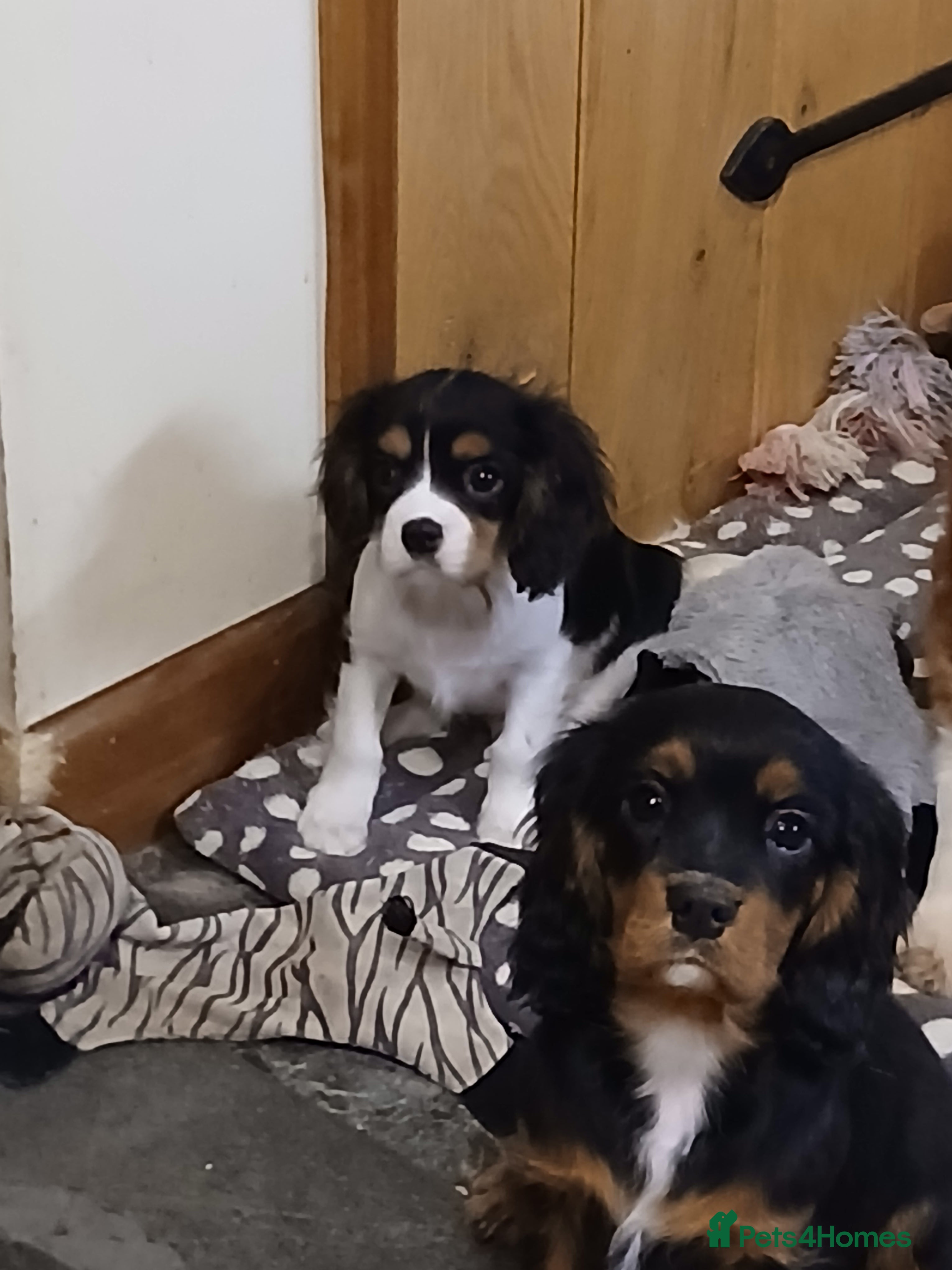 Cavalier King Charles Spaniel dogs Gorgeous BOYS - Advert 9