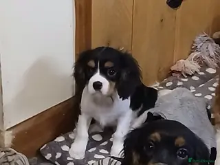 Cavalier King Charles Spaniel dogs Gorgeous BOYS - Advert 9