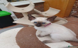 Siamese cats for sale: 5 Classic Seal Points looking for forever homes - Image 10