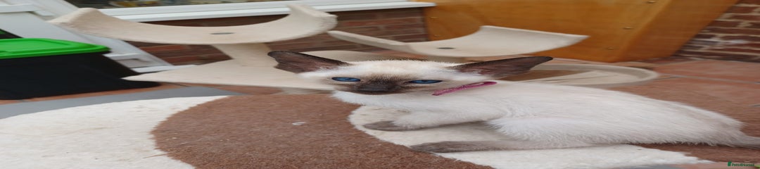 Siamese Kitten 3
