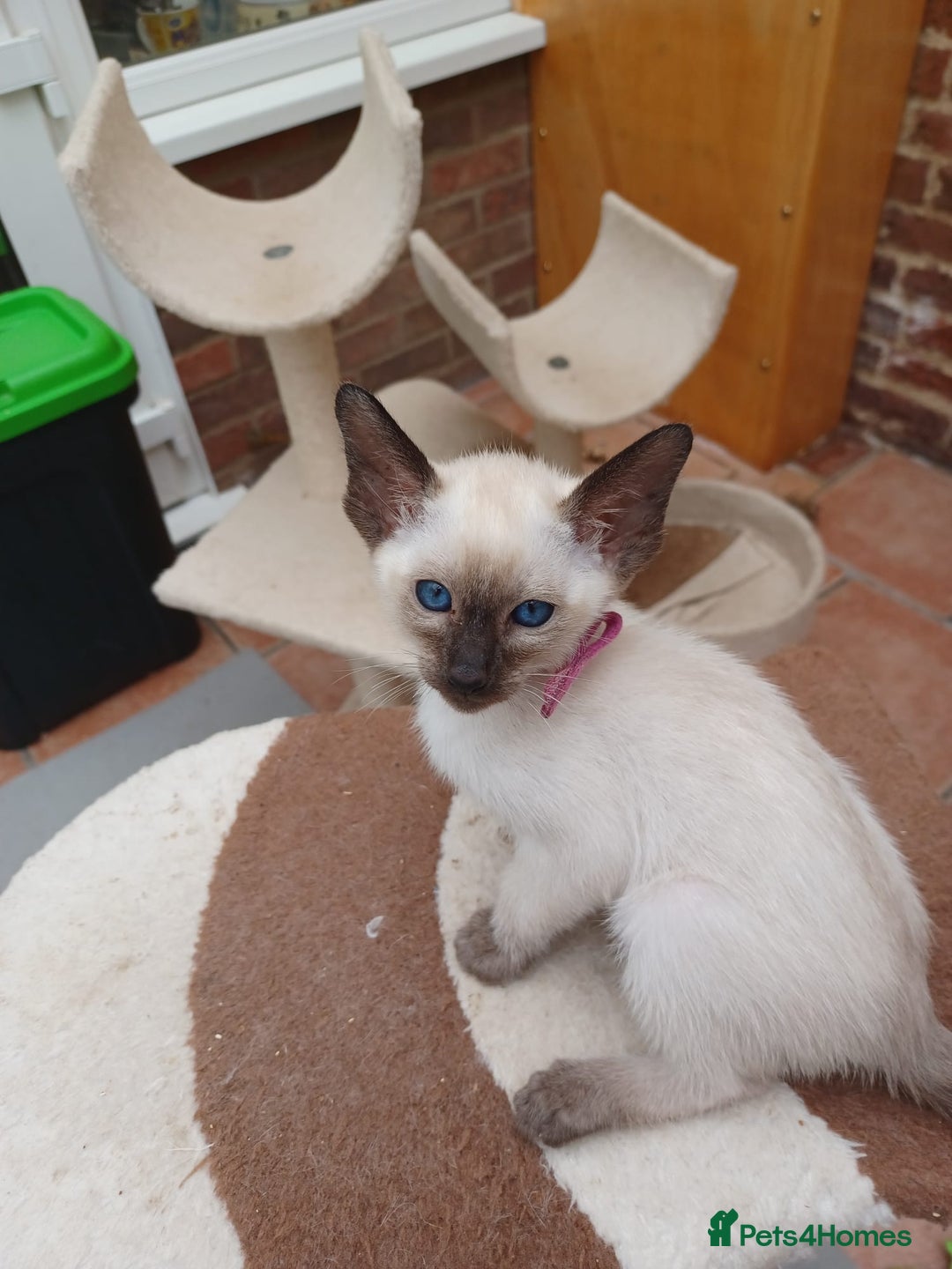 Siamese cats for sale: 5 Classic Seal Points looking for forever homes - Image 10