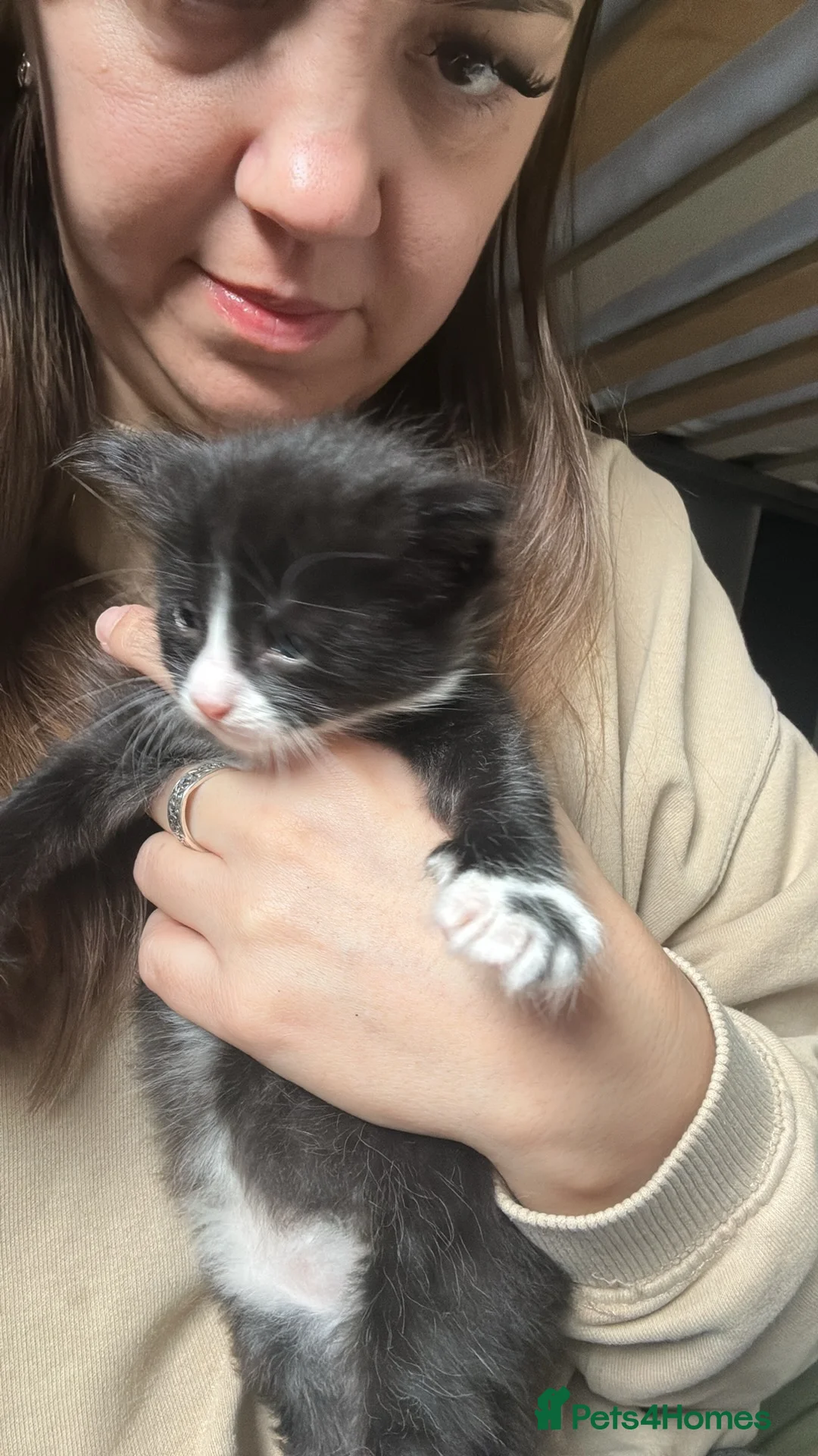 Mixed Breed cats for sale: Gorgeous kittens - Advert 6