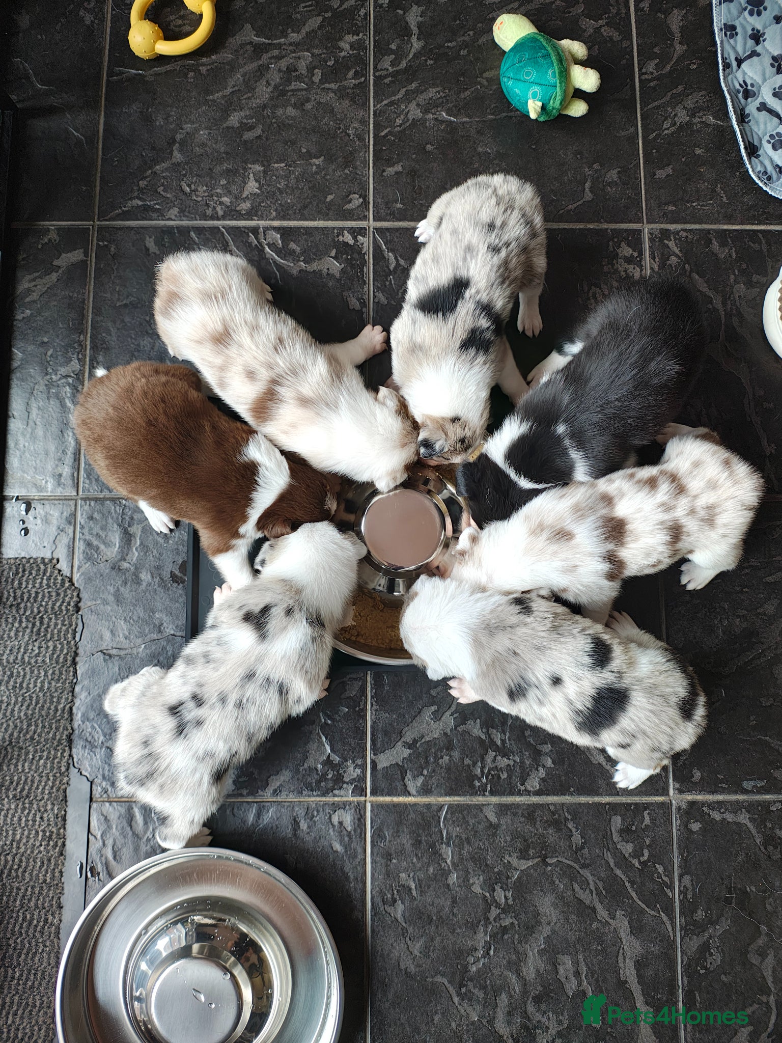 Border Collie dogs Border collie puppies - Advert 19