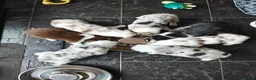 Border Collie dogs for sale: Border collie puppies - Advert 2