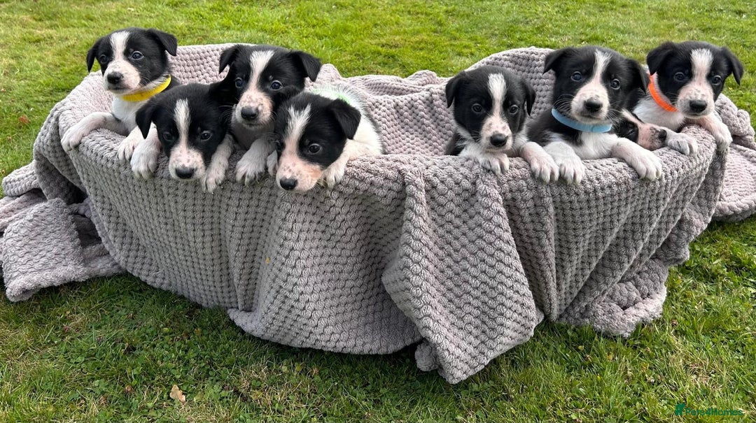 Border Collie dogs for sale: Border Collie Puppies for sale - Image 7