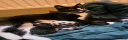 Mixed Breed cats for sale: Mixed breed kittens  - Advert 2
