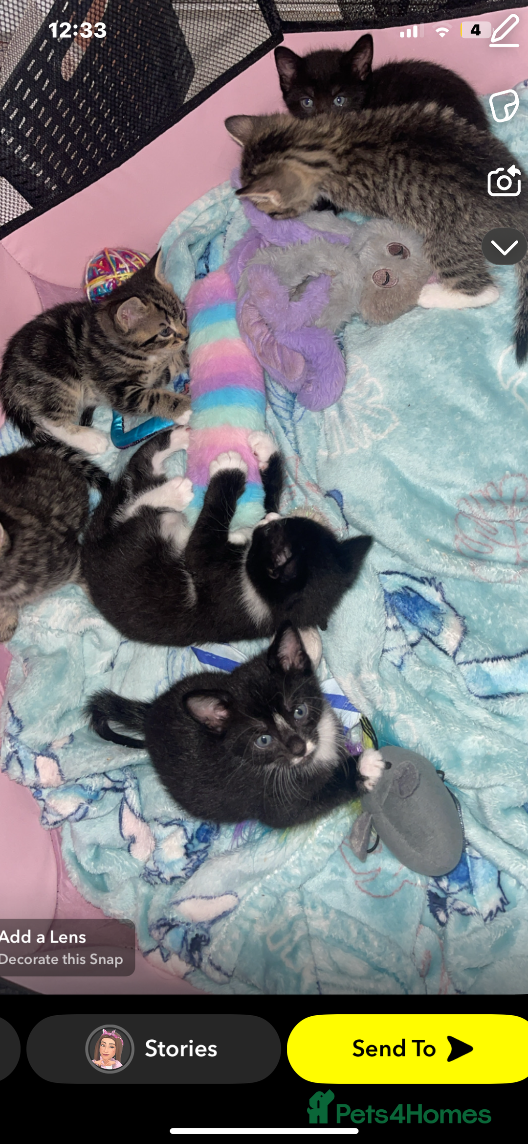 British Shorthair cats for sale: Black and white British shorthair - Image 4