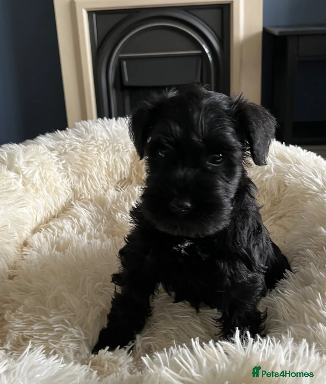 Miniature Schnauzer dogs for sale: KC Miniature Schnauzer Pups in Glasgow - Advert 3