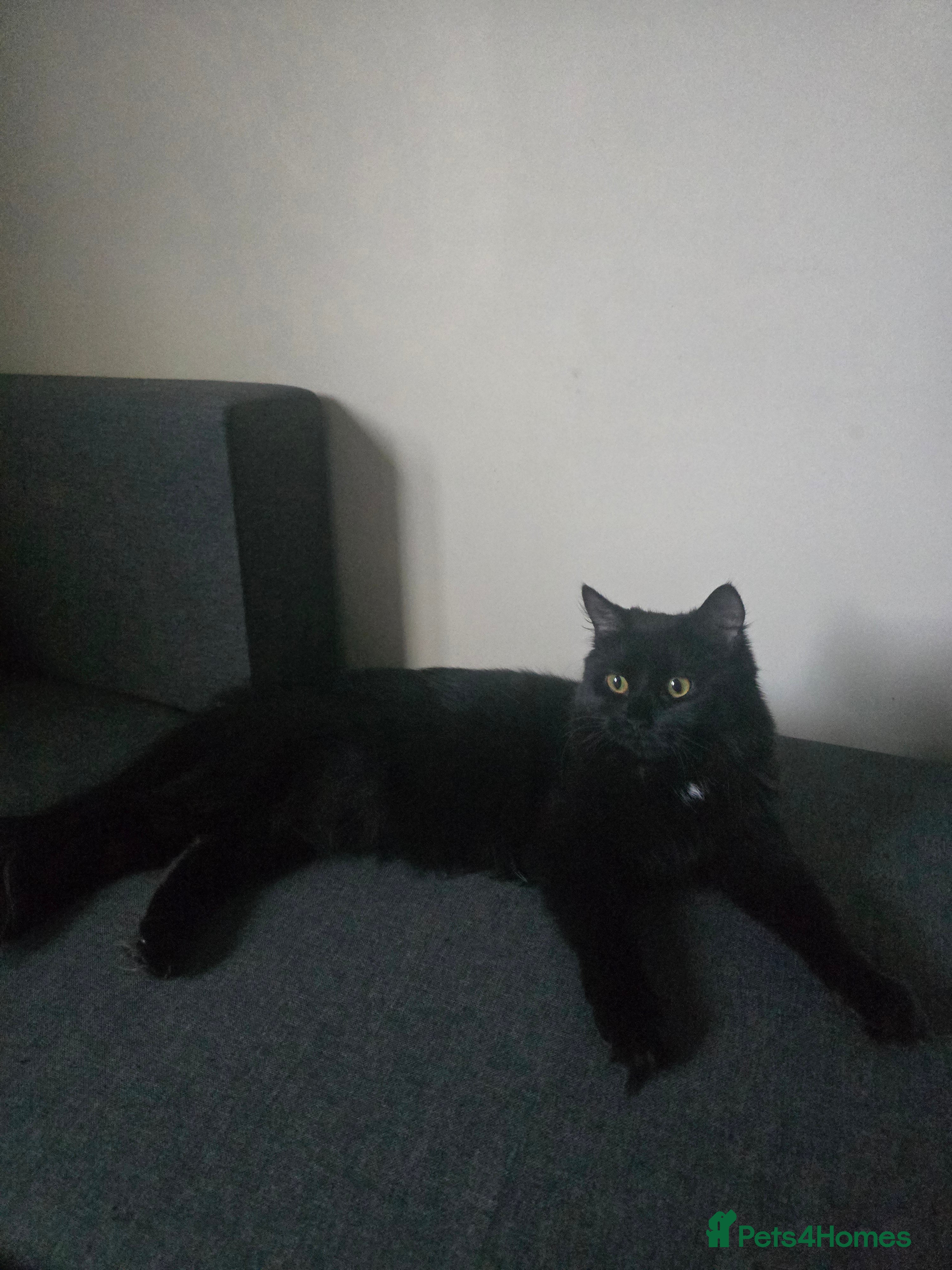 Mixed Breed cats Freya Black Female with lots of stuff  - Advert 1