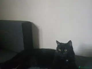 Mixed Breed cats Freya Black Female with lots of stuff - Advert 1