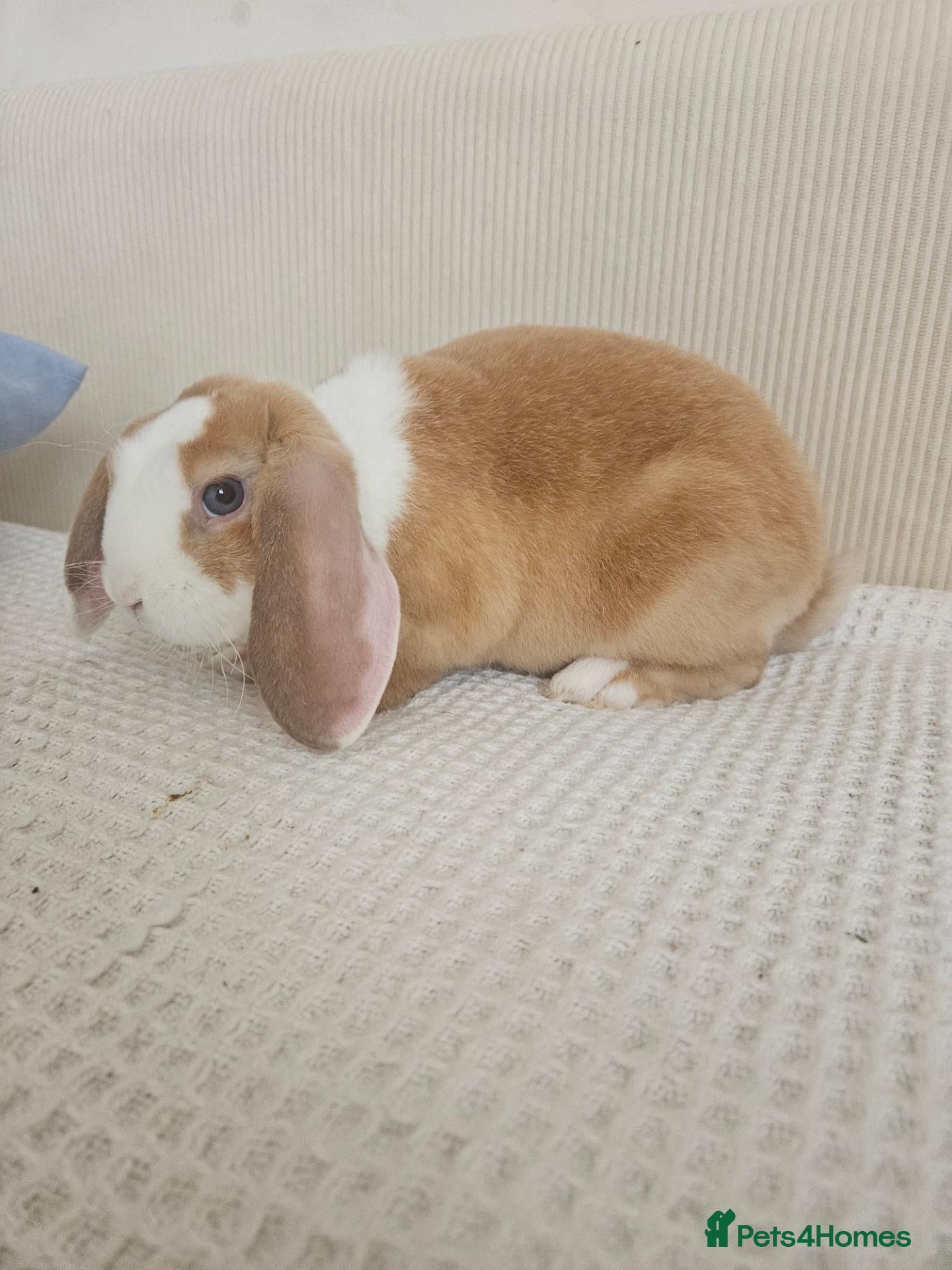Mini Lop rabbits 🩷Purebred mini plush lop teddy bears🩵🧸 - Advert 1