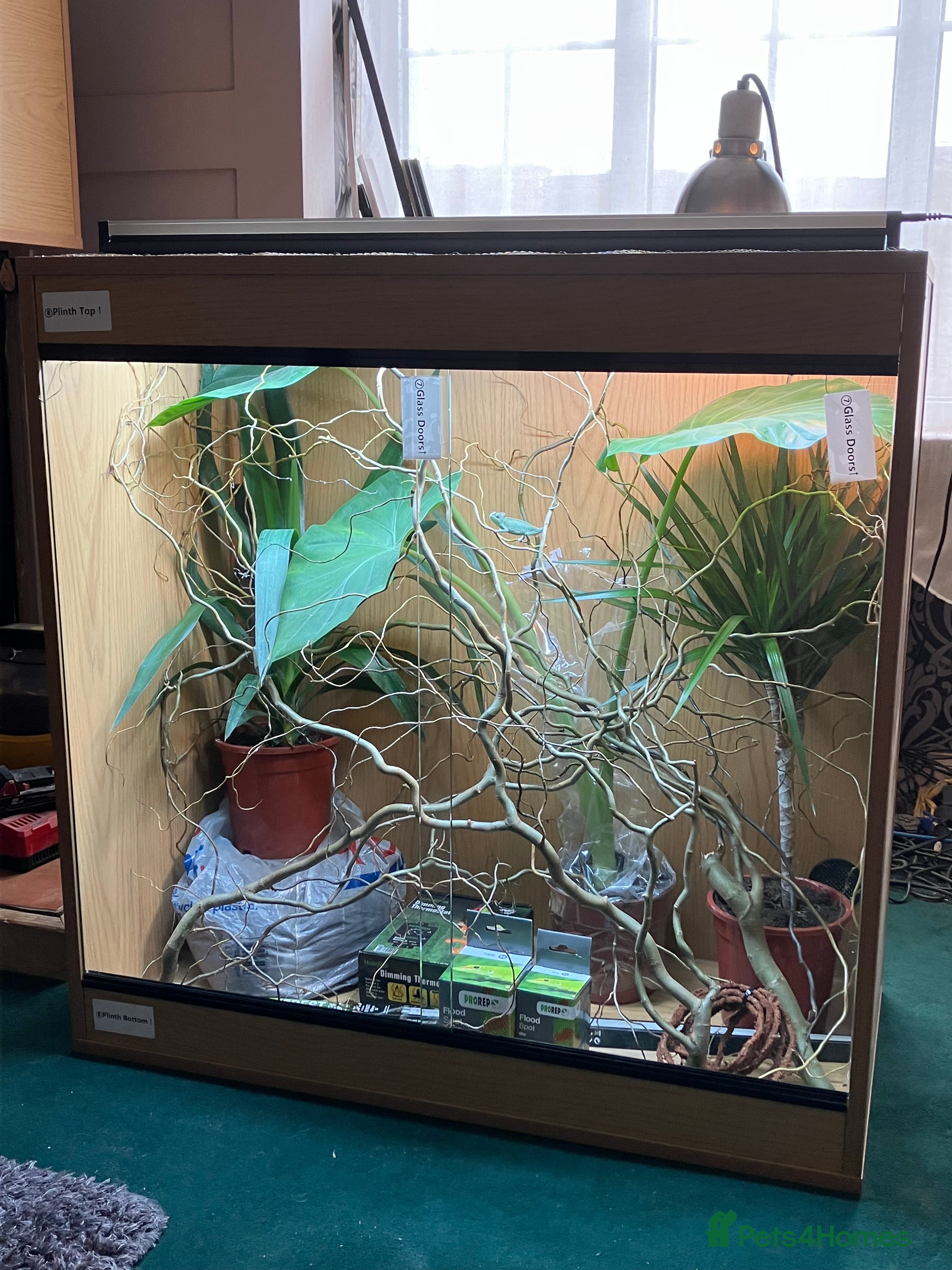 Chameleon reptiles Yemen Chameleon + Vivarium Setup Kit - Advert 8
