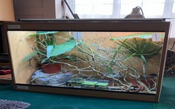 Chameleon reptiles for sale: Yemen Chameleon + Vivarium Setup Kit - Image 1
