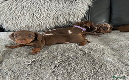 Miniature Dachshund dogs for sale: Miniature dash - Image 5
