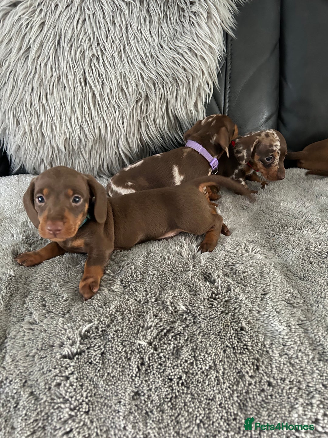Miniature Dachshund dogs for sale: Miniature dash - Image 5