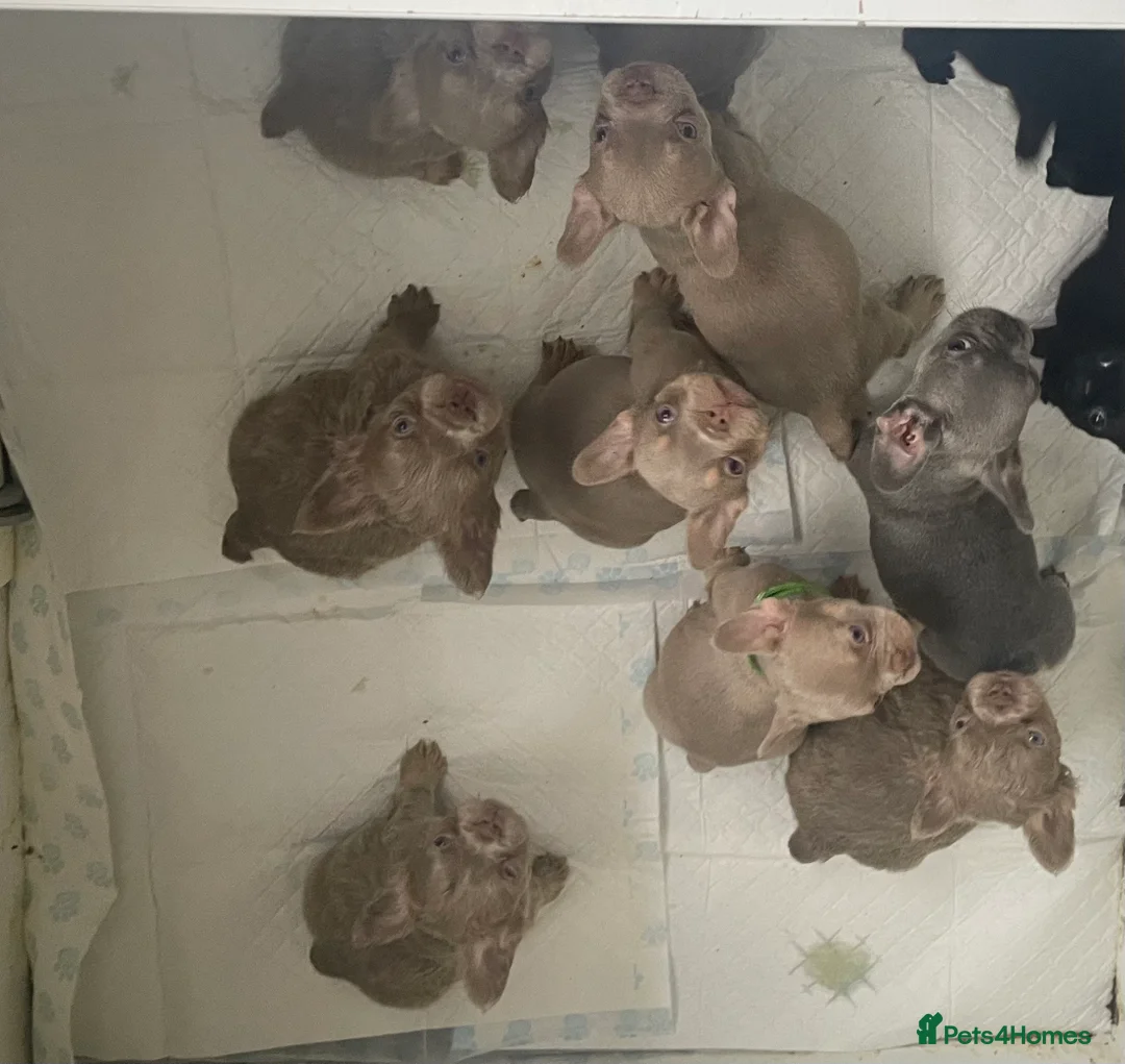 French Bulldog dogs for stud: Visual fluffy Isabella stud - Advert 4